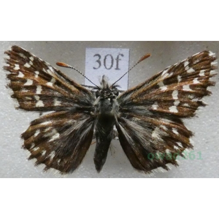 Pyrgus malvae (Linnaeus, 1758) Powszelatek malwowiec Czech30f